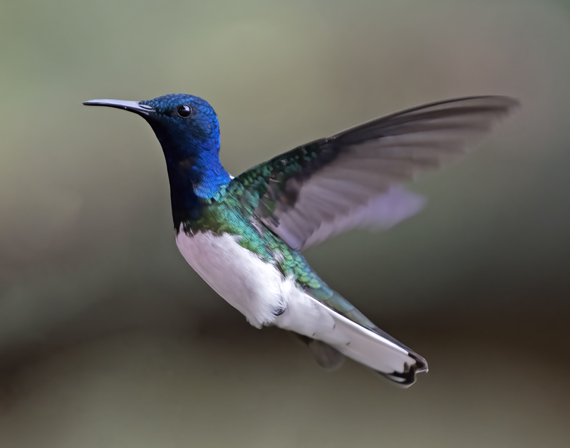 White-necked_Jacobin_18_Ecuador_039