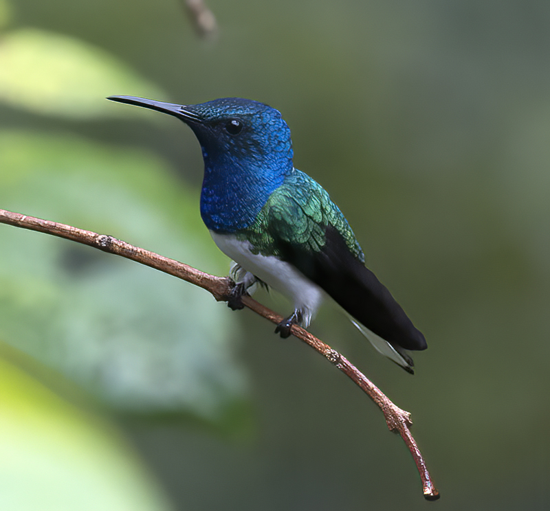 White-necked_Jacobin_18_Ecuador_064a