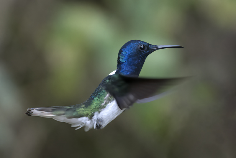 White-necked_Jacobin_18_Ecuador_097