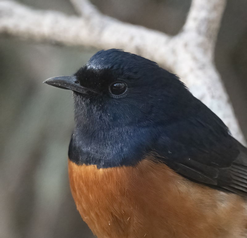 White-rumped_Shama_25_India_003