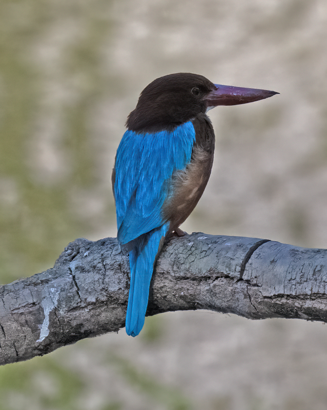 White-throated_Kingfisher_25_India_002