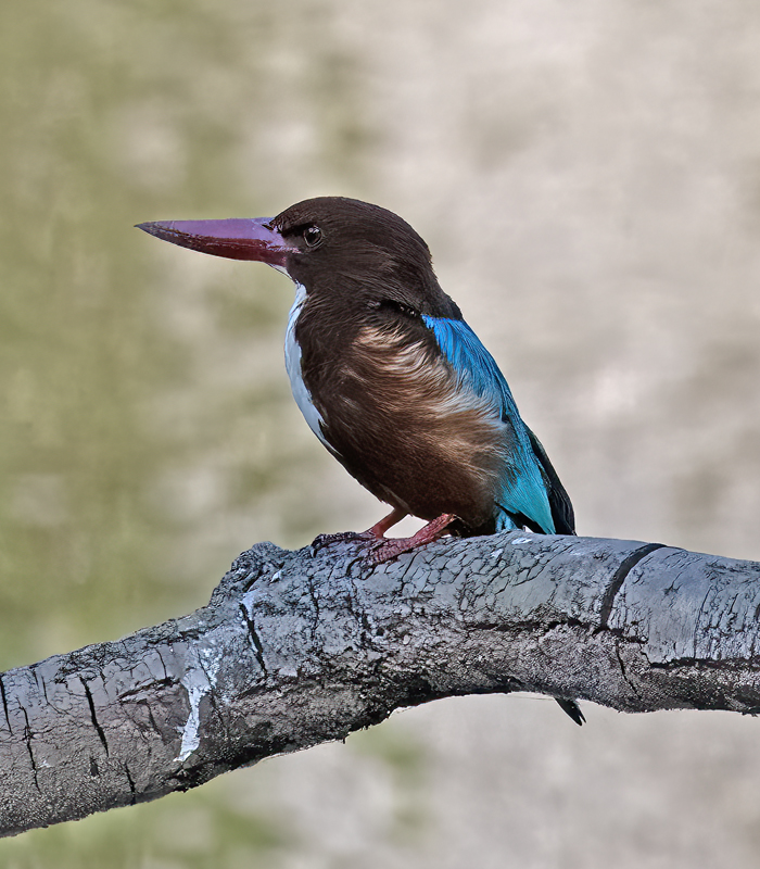 White-throated_Kingfisher_25_India_003