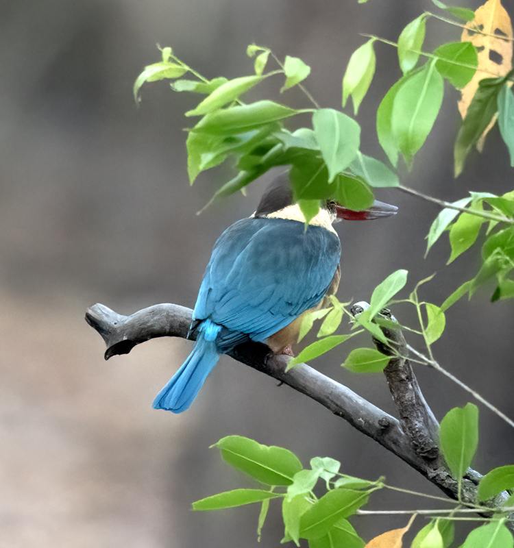 White-throated_Kingfisher_25_India_009