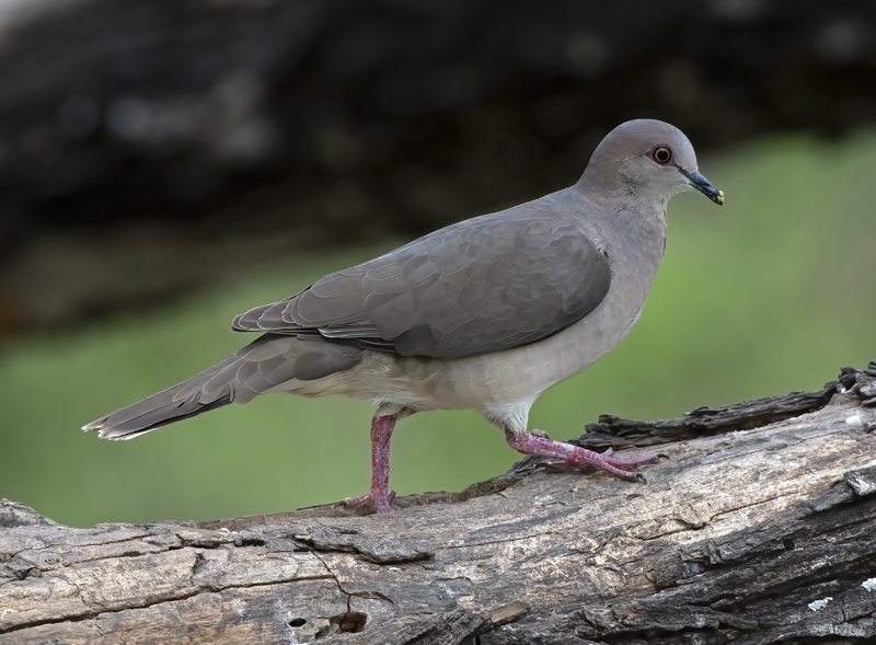 White-tipped_Dove_19_TX_016