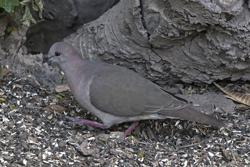 White-tipped_Dove_TX_18_012