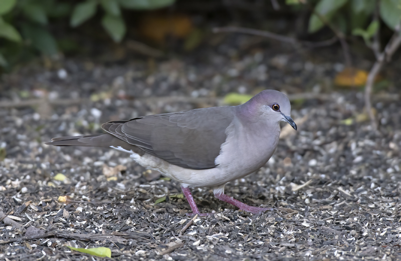 White-tipped_Dove_TX_18_021