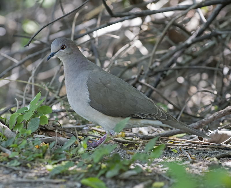 White-tipped_Dove_TX_18_043