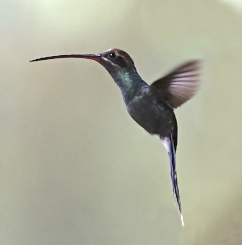 White-whiskered_Hermit_18_Ecuador_009