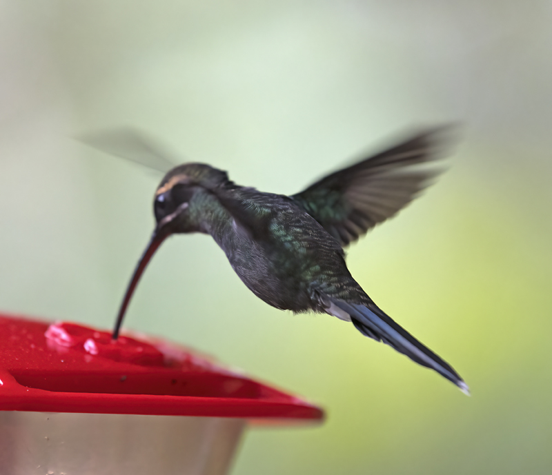White-whiskered_Hermit_18_Ecuador_014