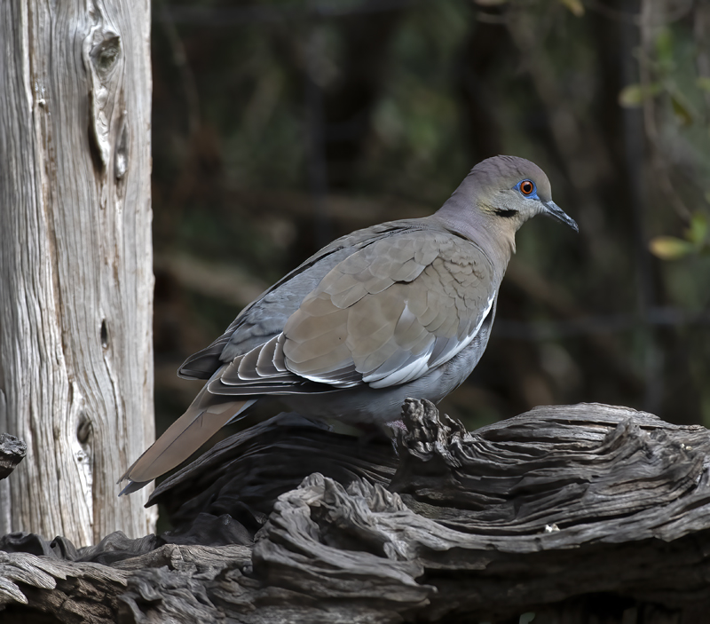 White-winged_Dove_19_TX_005