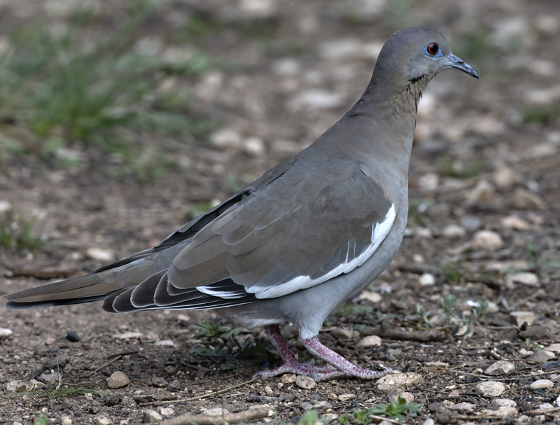 White-winged_Dove_19_TX_019
