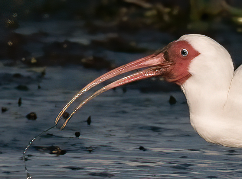 White_Ibis_09_FL_035