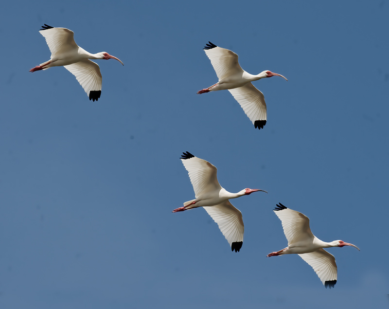 White_Ibis_09_FL_050
