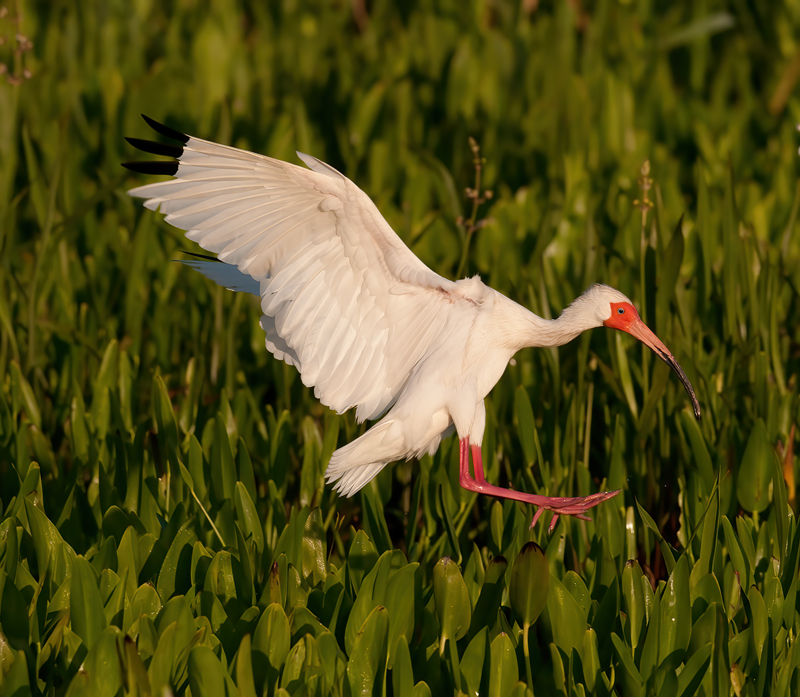 White_Ibis_10_FL_017