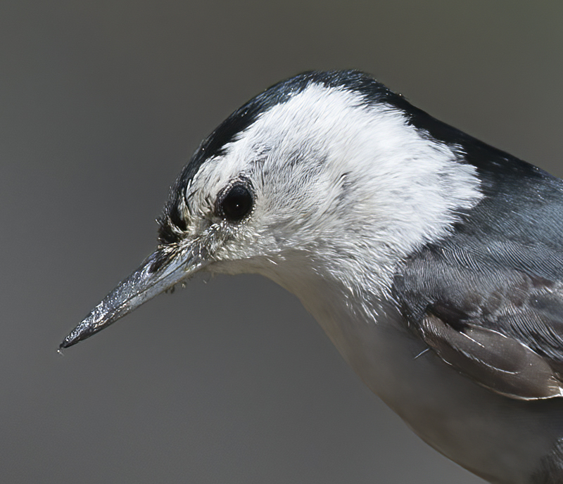 White_breasted_Nuthatch_15_AZ_008