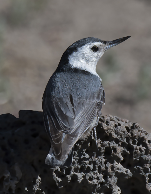 White_breasted_Nuthatch_17_OR_004