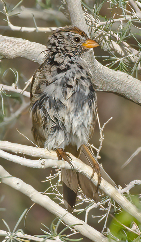White_crowned_Sparrow_13_CA_002