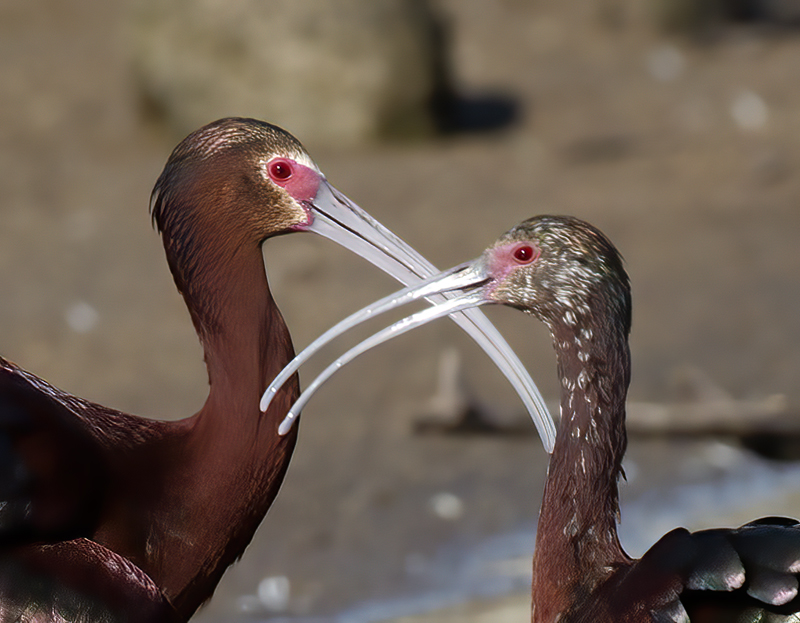 White_faced_Ibis_13_CA_027