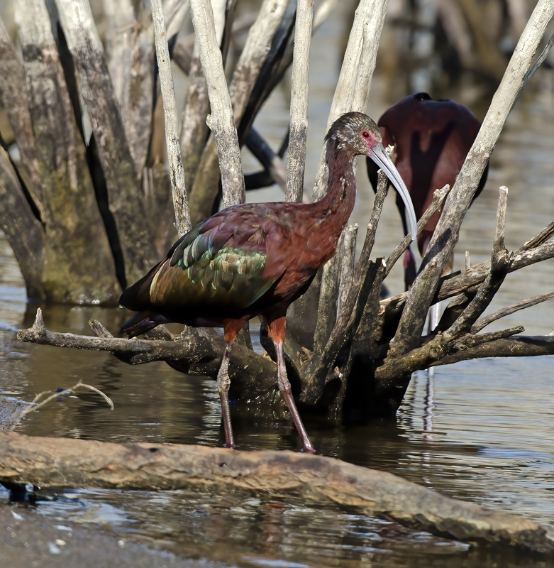 White_faced_Ibis_13_CA_036