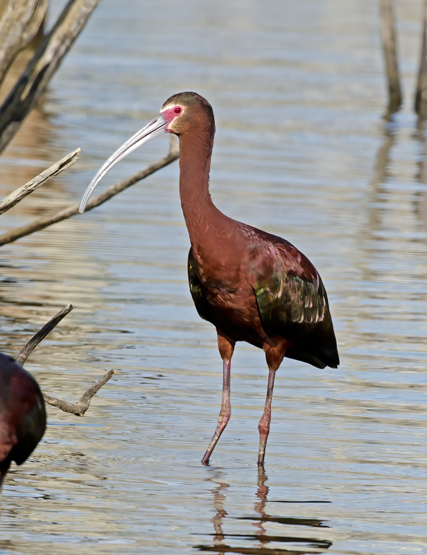 White_faced_Ibis_13_CA_038
