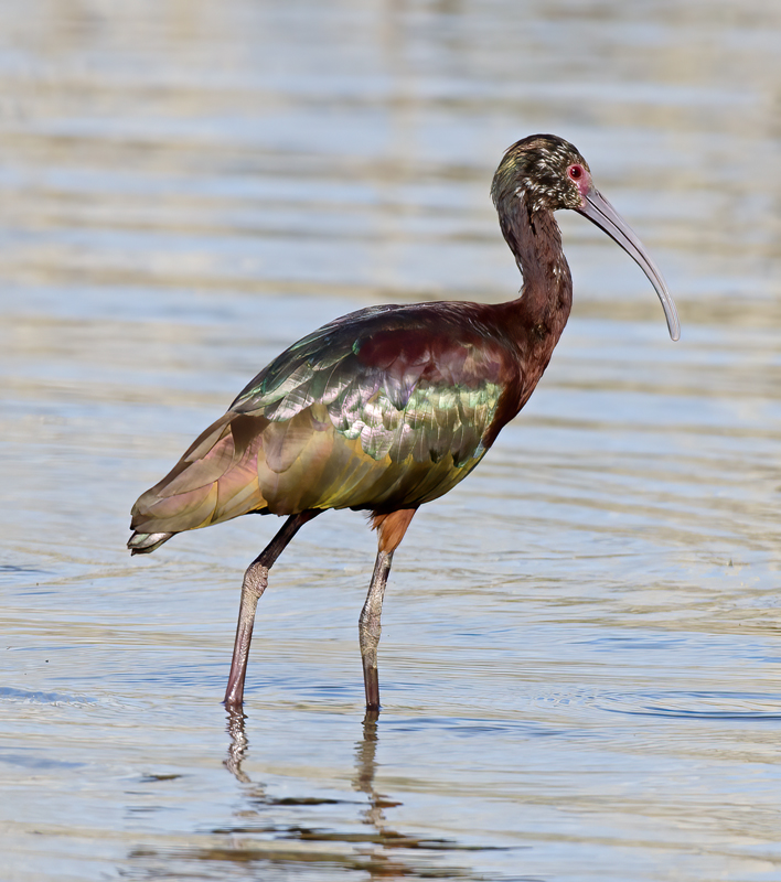 White_faced_Ibis_13_CA_039