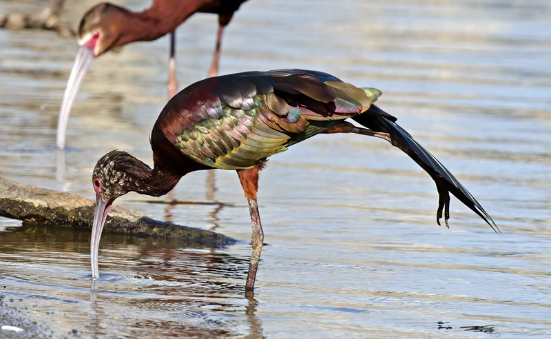 White_faced_Ibis_13_CA_043