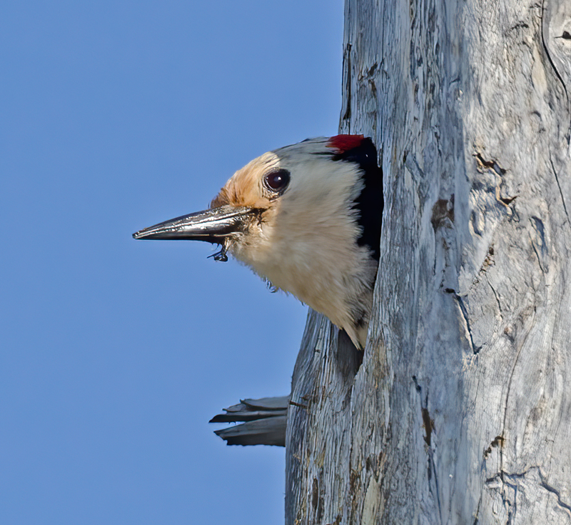 White_headed_Woodpecker_13_OR_004