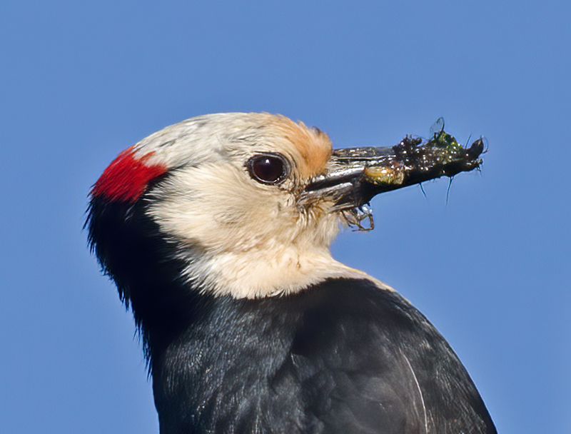 White_headed_Woodpecker_13_OR_007