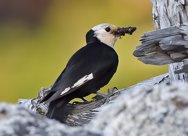 White_headed_Woodpecker_13_OR_024