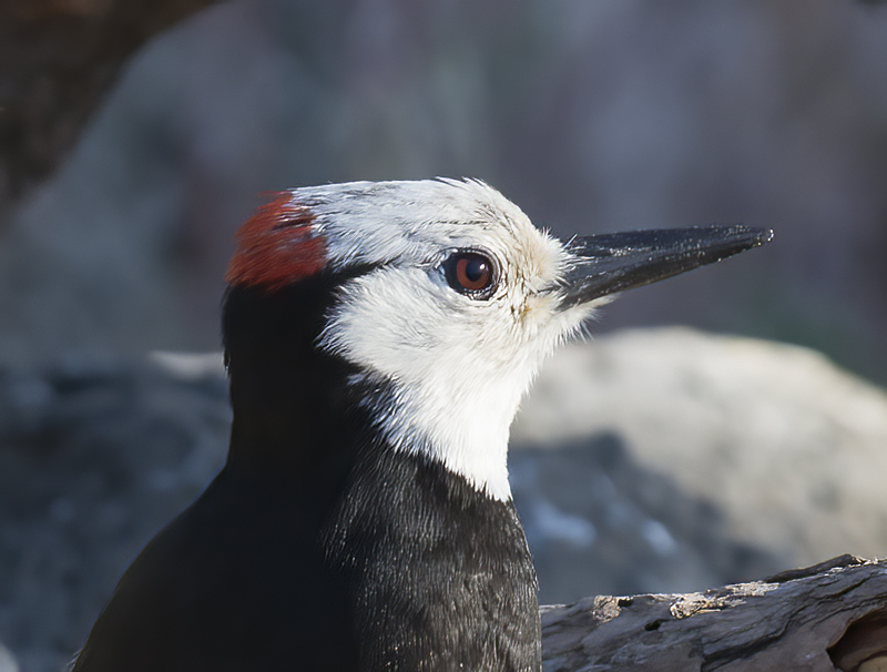 White_headed_Woodpecker_17_OR_035