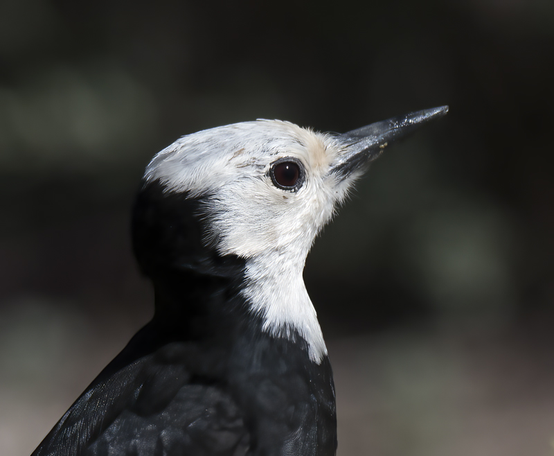 White_headed_Woodpecker_17_OR_044