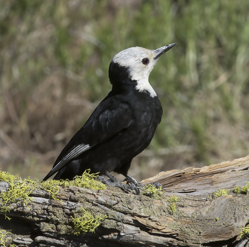 White_headed_Woodpecker_17_OR_047