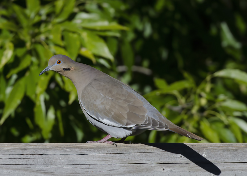White_winged_Dove_14_AZ_006