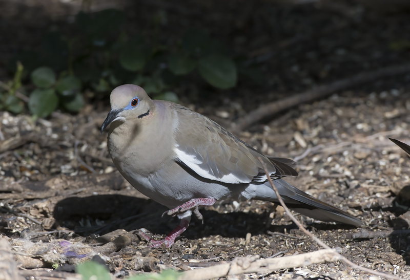White_winged_Dove_15_AZ_003