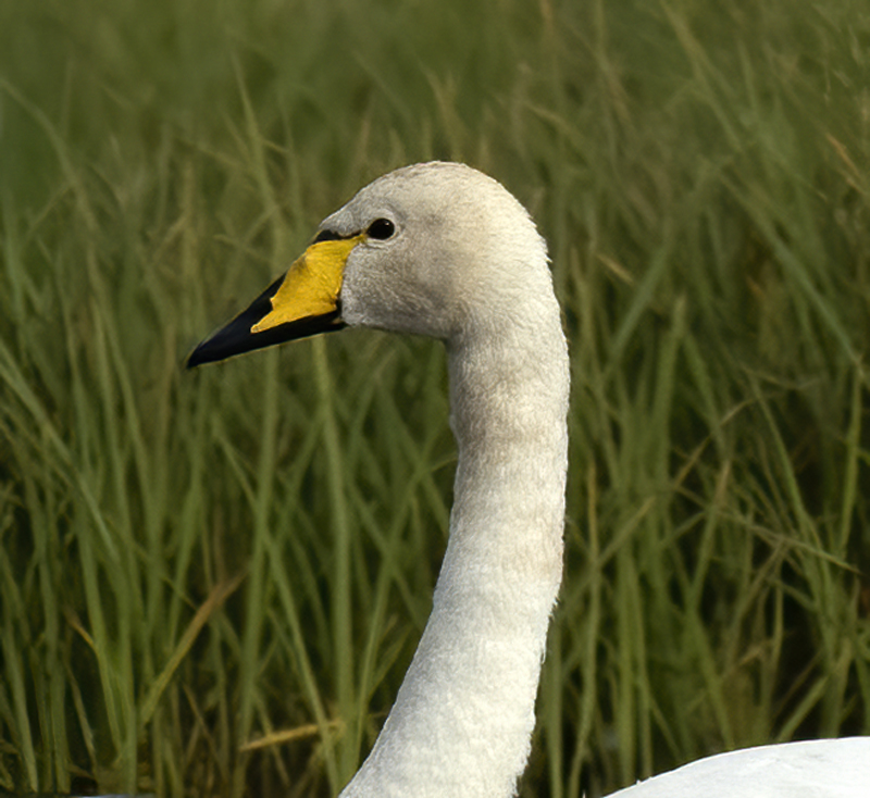 Whooper_Swan_22_Iceland_003a