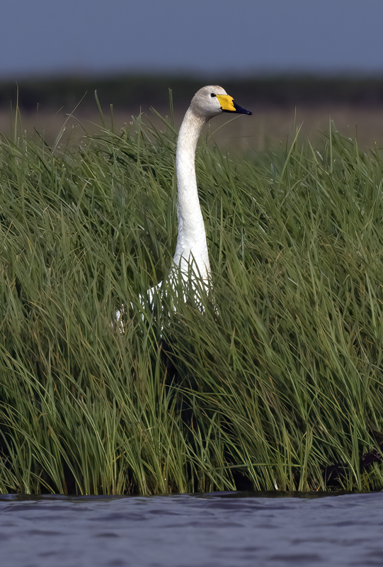 Whooper_Swan_22_Iceland_005