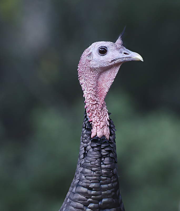 Wild_Turkey_14_AZ_001