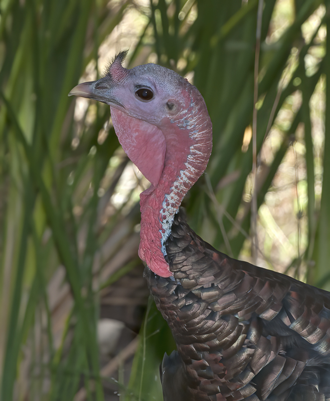 Wild_Turkey_14_AZ_016
