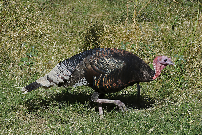 Wild_Turkey_14_AZ_017