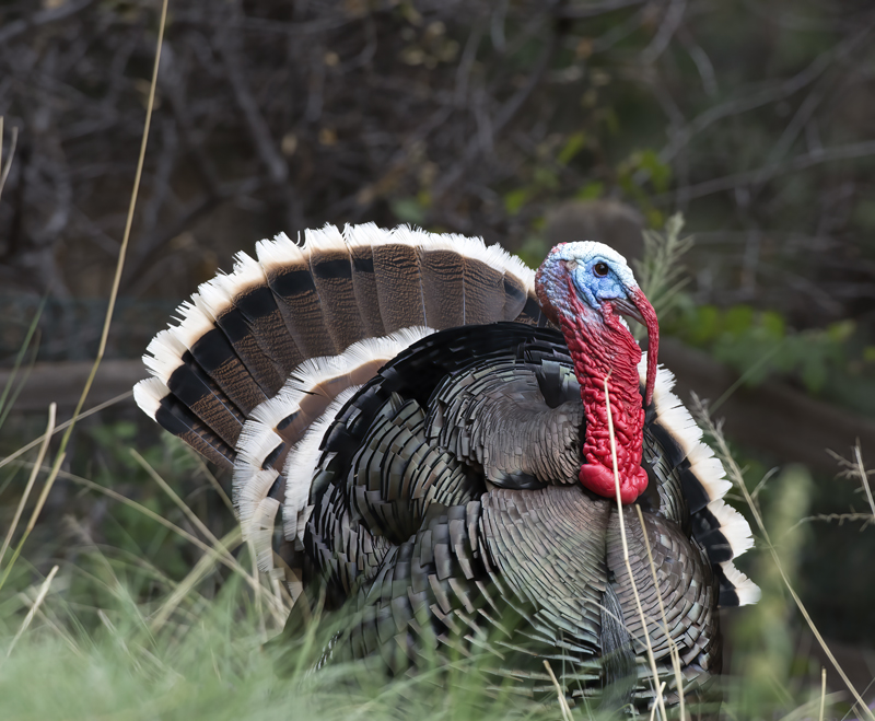 Wild_Turkey_15_AZ_006