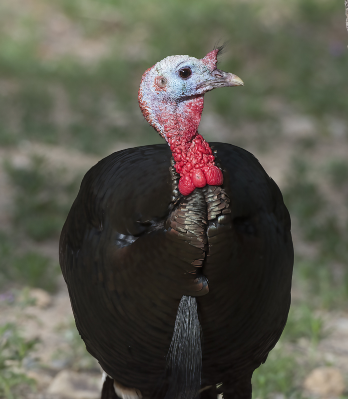 Wild_Turkey_15_AZ_007