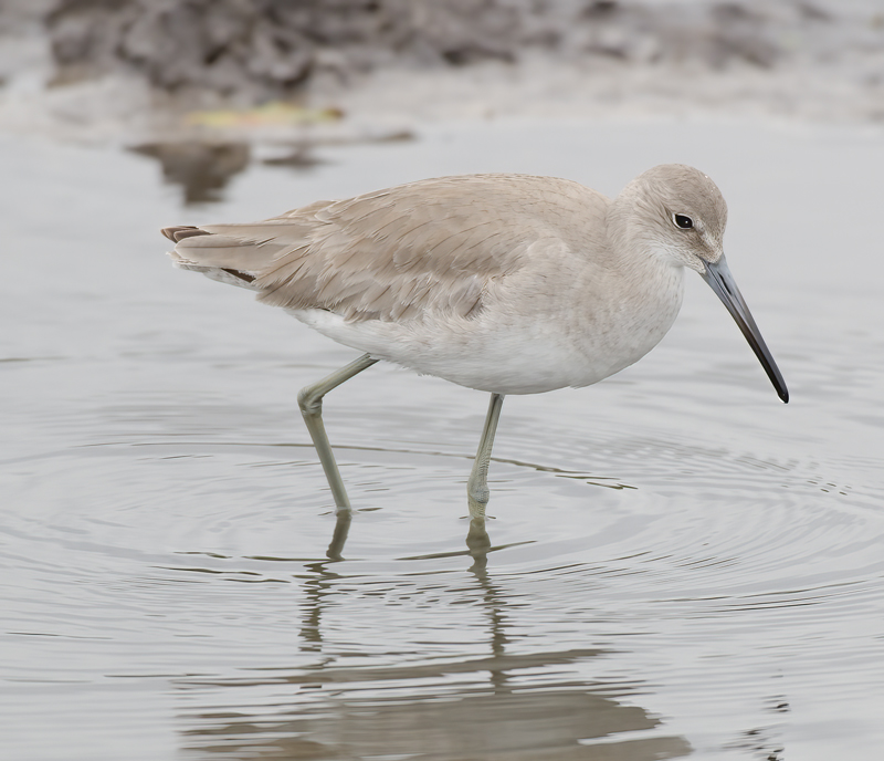Willet_11_FL_003