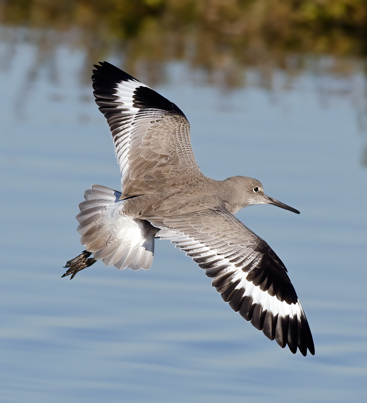 Willet_11_FL_005