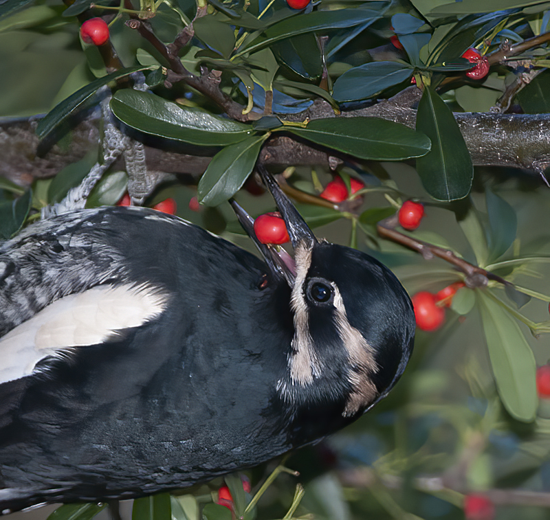 Williamsons_Sapsucker_14_AZ_023