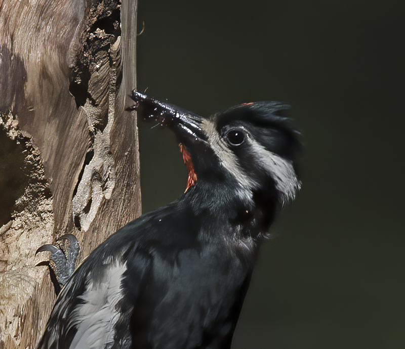 Williamsons_Sapsucker_17_OR_063