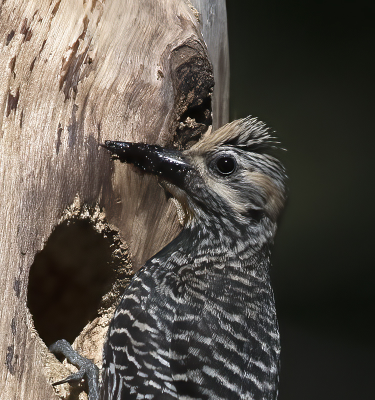 Williamsons_Sapsucker_17_OR_070