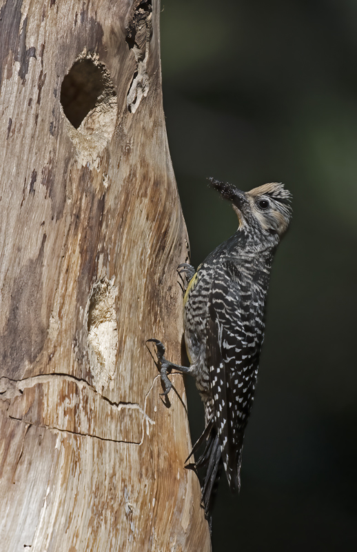 Williamsons_Sapsucker_17_OR_071