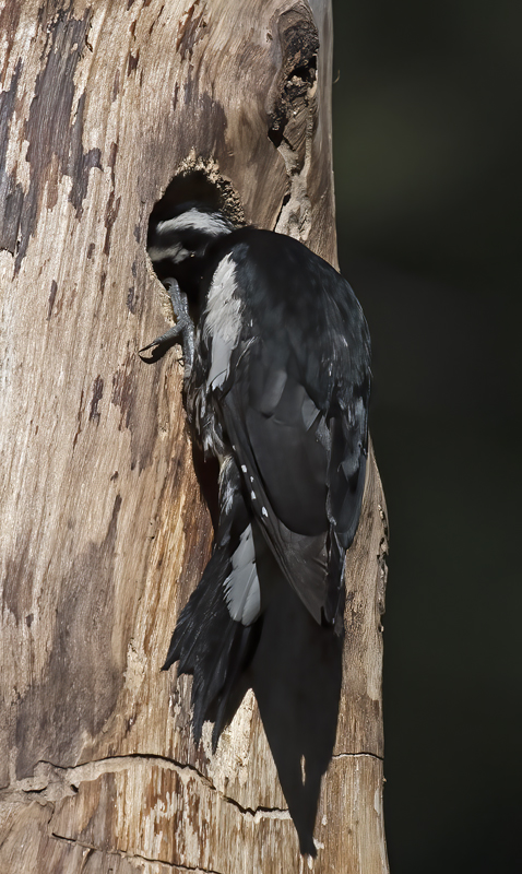 Williamsons_Sapsucker_17_OR_089