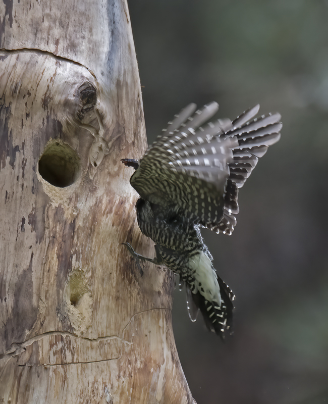 Williamsons_Sapsucker_17_OR_115