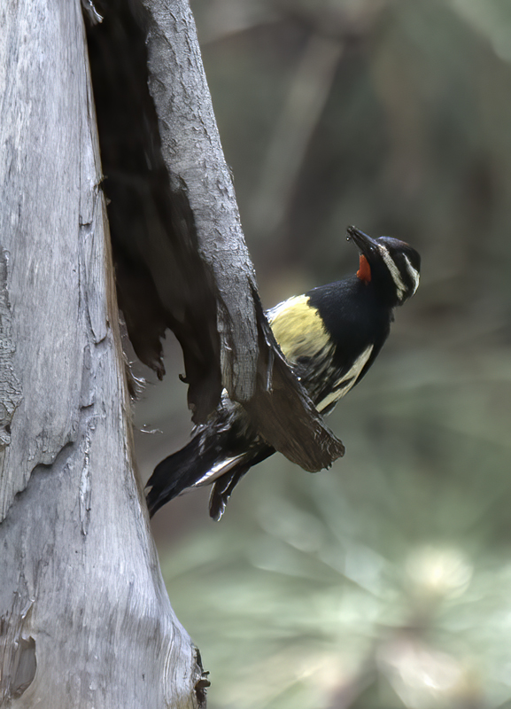 Williamsons_Sapsucker_17_OR_120